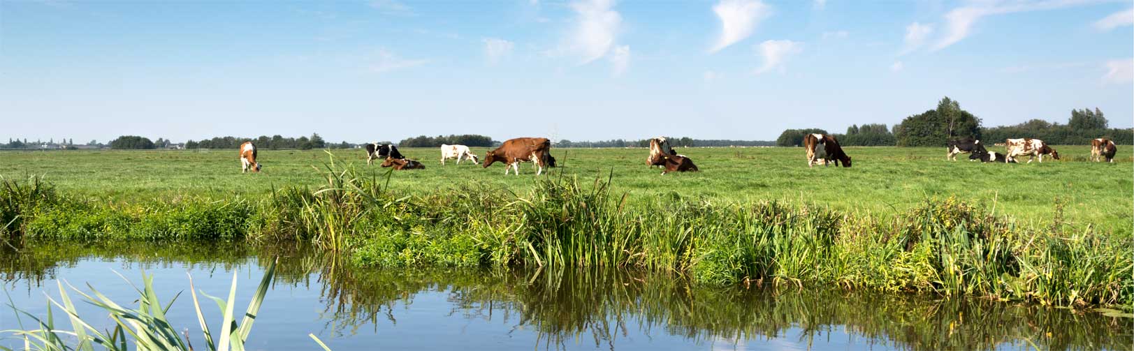 Pastoral (Livestock) Farming